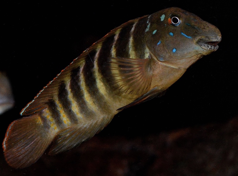 Eretmodus marksmithi 'Msalaba'